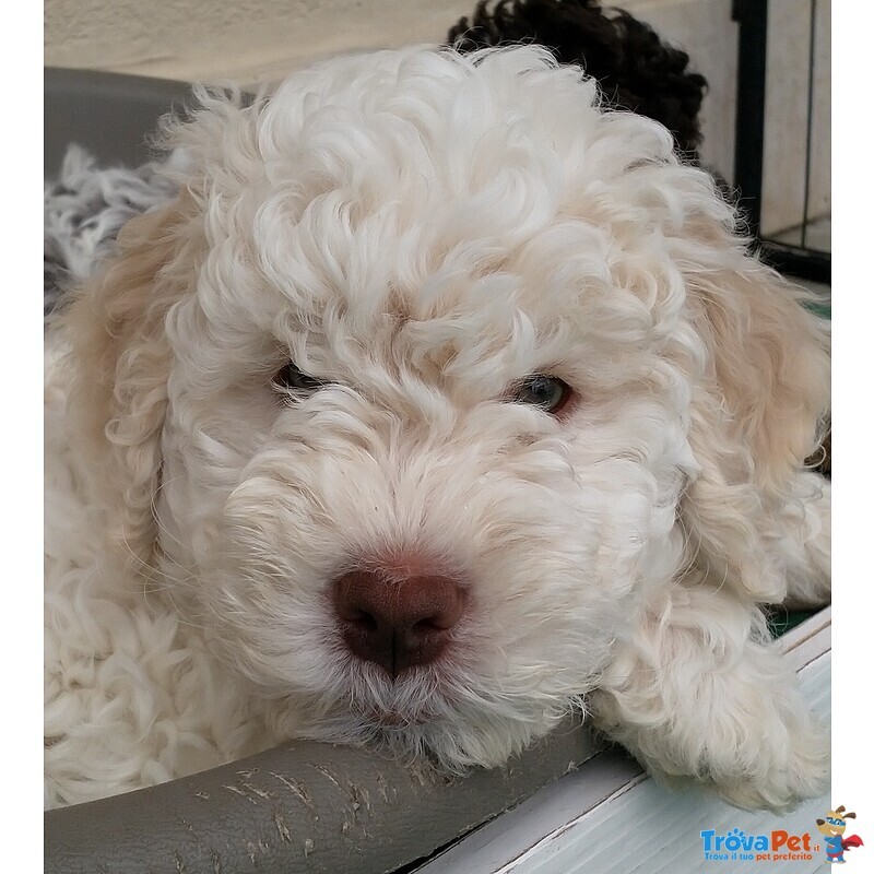 Lagotto Romagnolo con Pedigree Roi - Foto n. 2