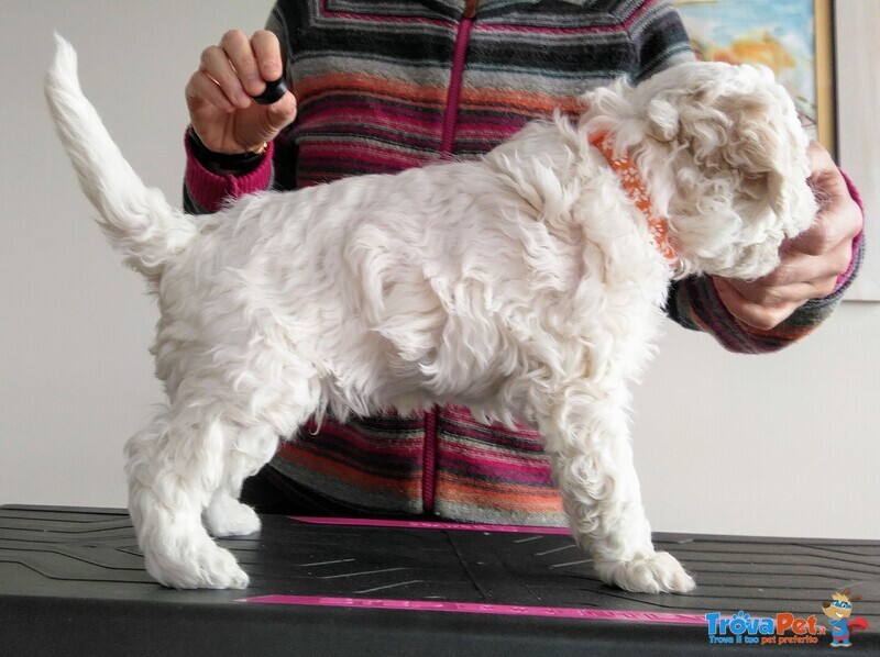 Lagotto Romagnolo con Pedigree Roi - Foto n. 3