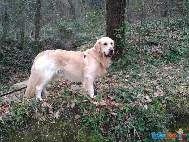 Golden Retriever Cerca Anima Gemella - Foto n. 1