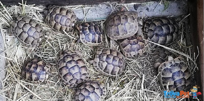 Tartaruga di Terra : Testudo Graeca ; Testudo Marginata: Testudo Hermanni - Foto n. 2