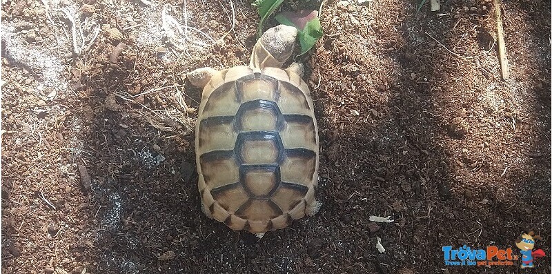 Tartaruga di Terra : Testudo Graeca ; Testudo Marginata: Testudo Hermanni - Foto n. 4