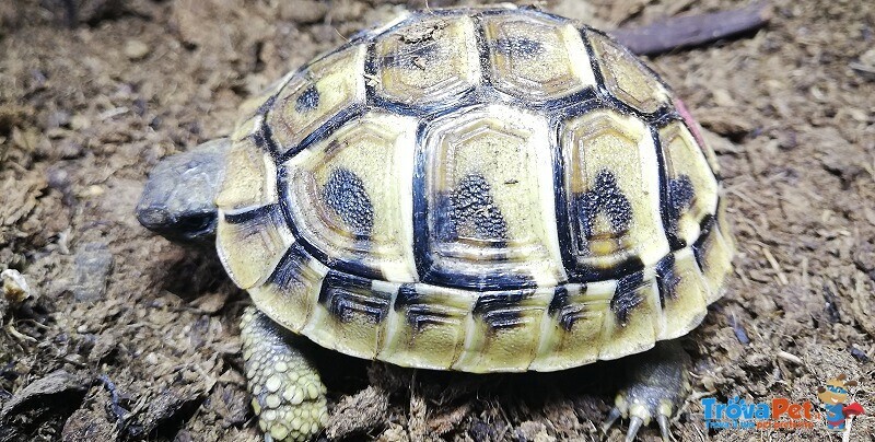 Tartaruga di Terra : Testudo Graeca ; Testudo Marginata: Testudo Hermanni - Foto n. 5