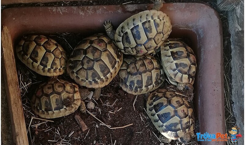 Tartaruga di Terra : Testudo Graeca ; Testudo Marginata: Testudo Hermanni - Foto n. 6