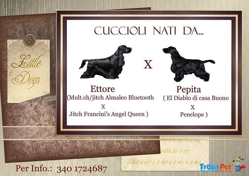 Cuccioli Cocker Spaniel Inglese alta Genealogia - Foto n. 1