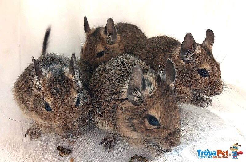 1 Maschio e 4 Femmine di degu del cile nati a Settembre 2020 - Foto n. 3