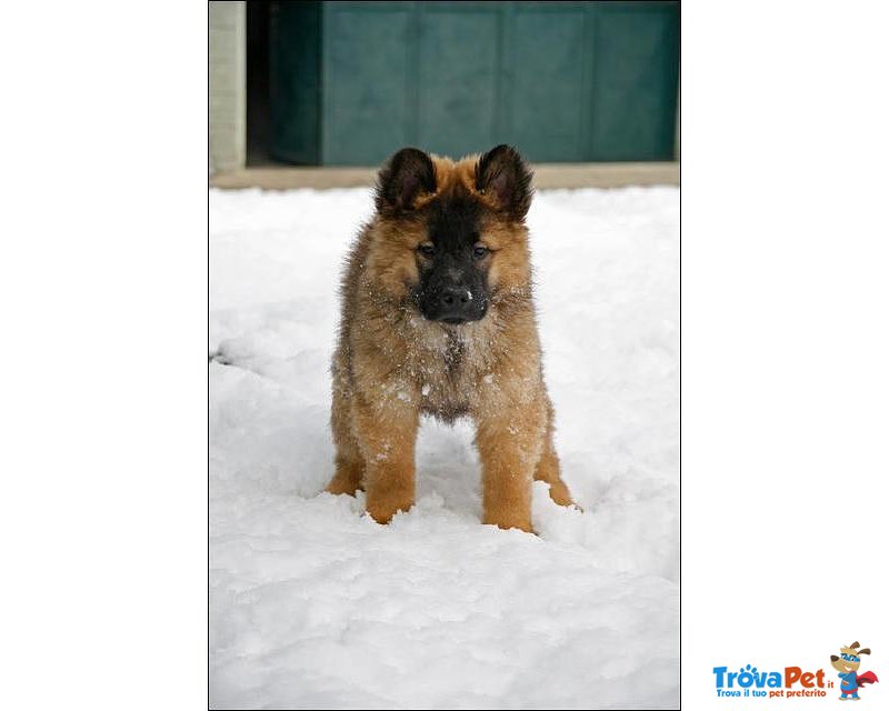 Cuccioli Eurasier - Foto n. 1