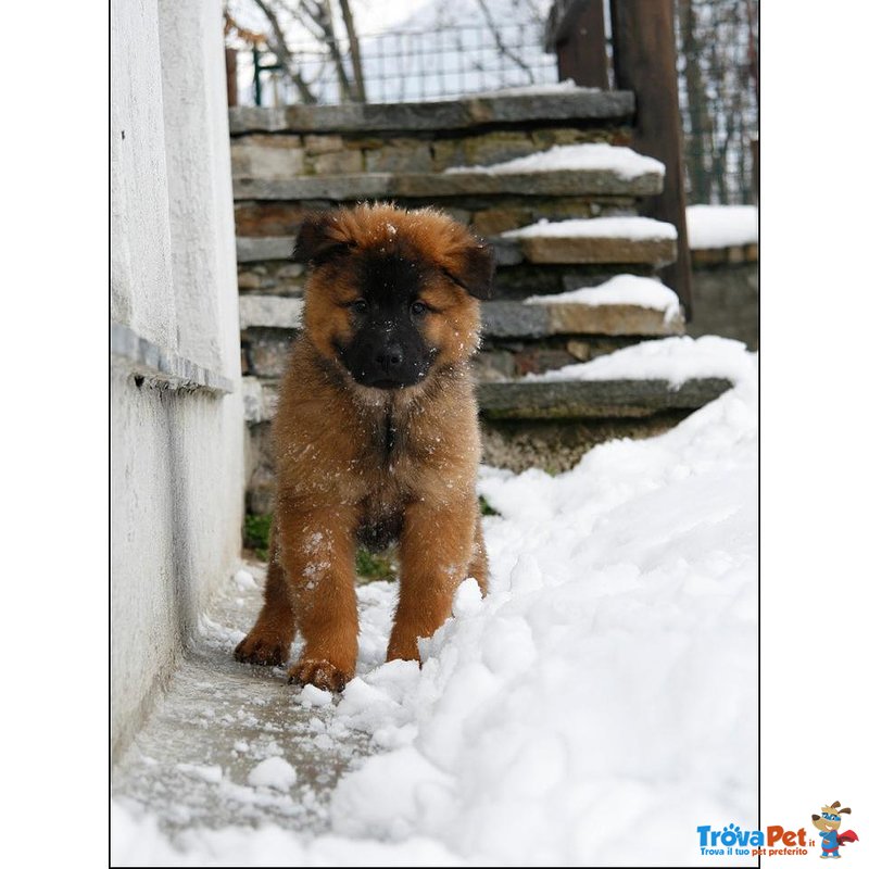 Cuccioli Eurasier - Foto n. 2