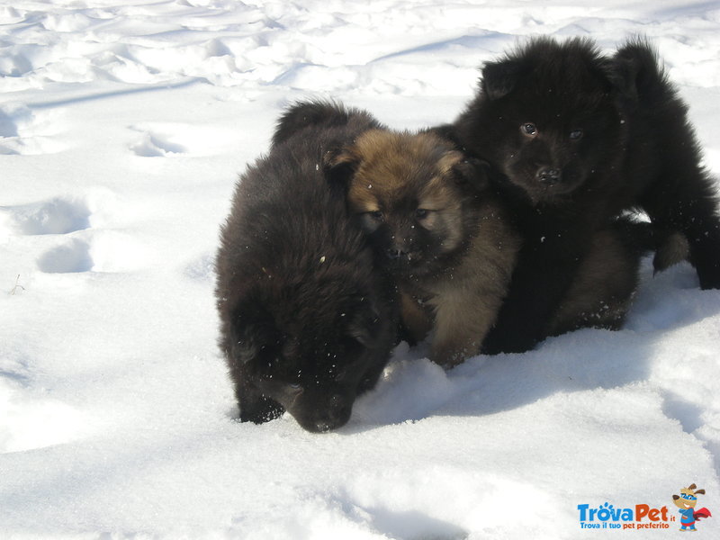 Cuccioli Eurasier - Foto n. 3