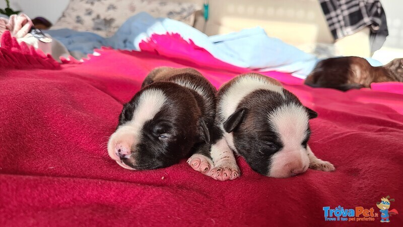 Cuccioli Amstaff con Pedigree - Foto n. 2