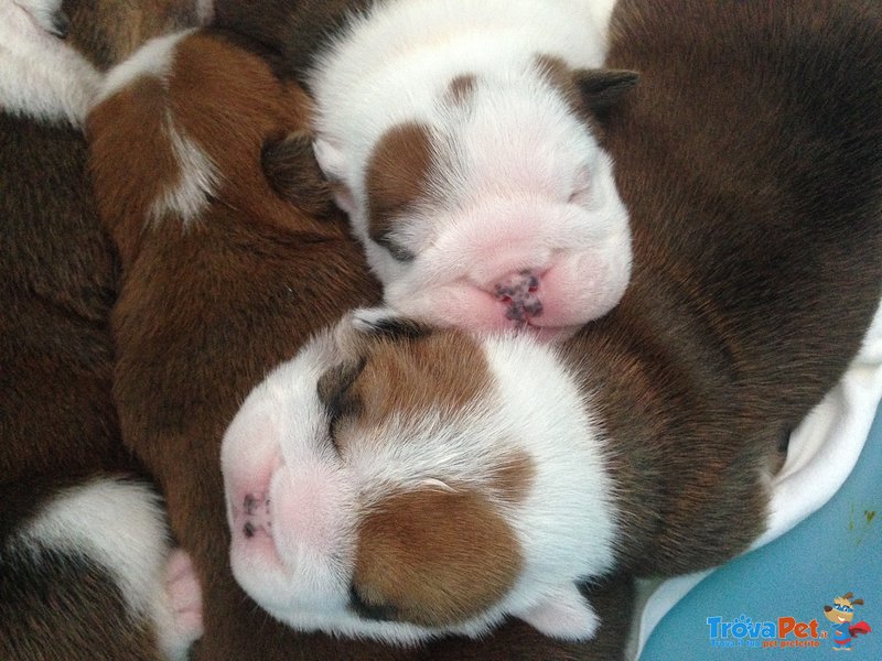 Cuccioli Bulldog Inglese - Foto n. 1