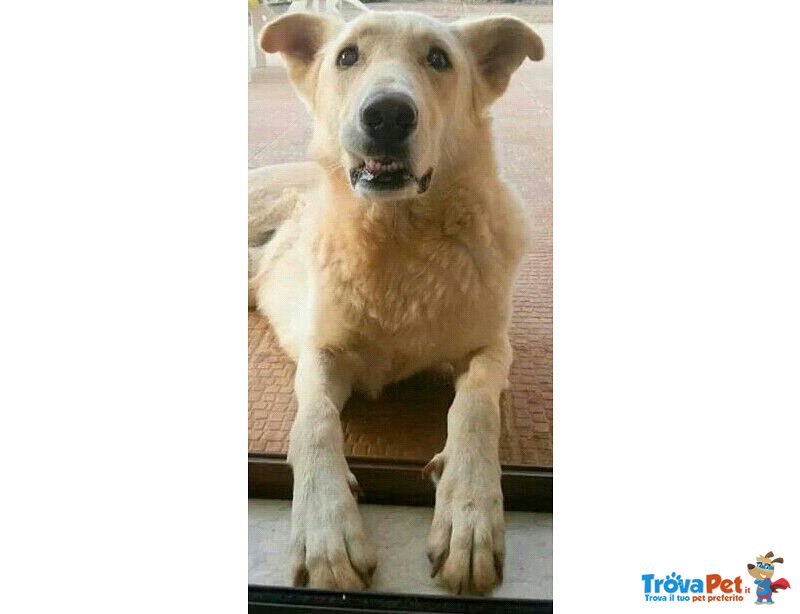 Max,meticcio Coccolone,una vita in Strada - Foto n. 2