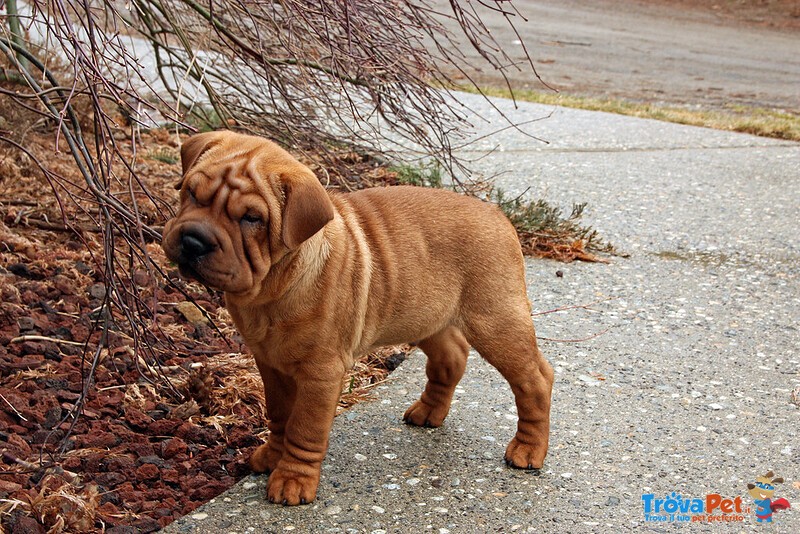 Cucciolo di shar pei Maschio e Femmina - Foto n. 2