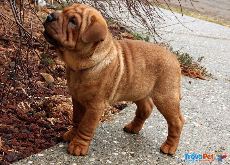 Cucciolo di shar pei Maschio e Femmina - Foto n. 3