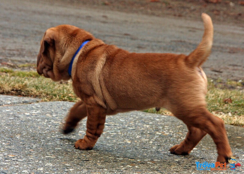 Cucciolo di shar pei Maschio e Femmina - Foto n. 4