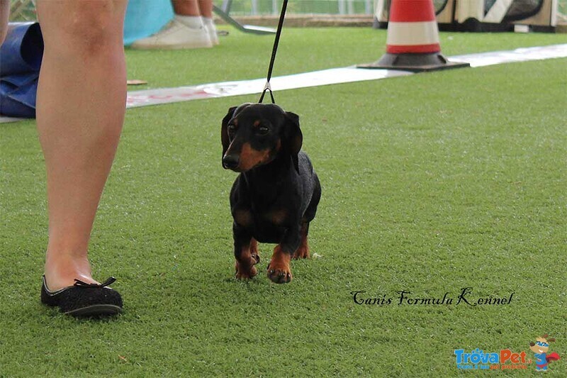 Bassotto Kaninchen nero Focato Portatore di Cioccolato pelo Corto - Disponibile per Monte - Foto n. 1