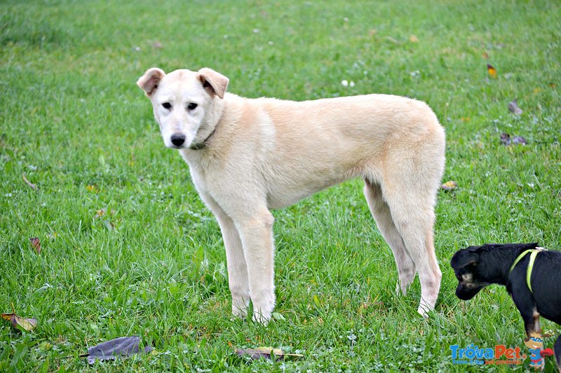 Adele Meticcia Maremmano Labrador di 8 Mesi - Foto n. 1