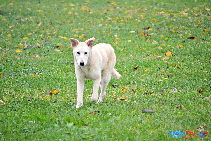 Adele Meticcia Maremmano Labrador di 8 Mesi - Foto n. 2