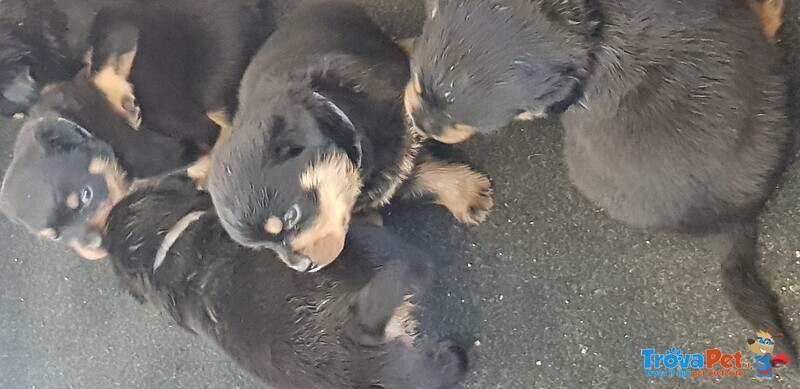 Cucciolata Rottweiler - Foto n. 3