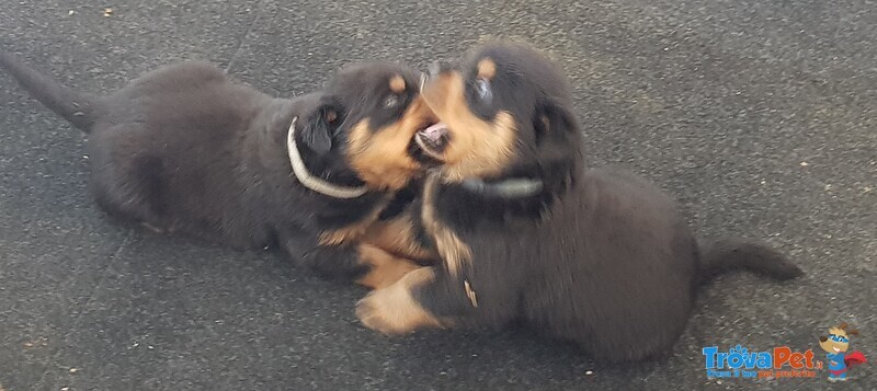 Cucciolata Rottweiler - Foto n. 4