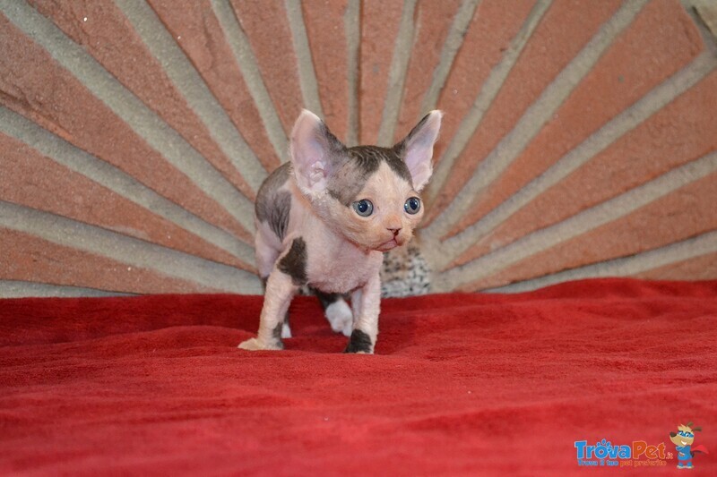 Devon rex Cuccioli - Foto n. 3