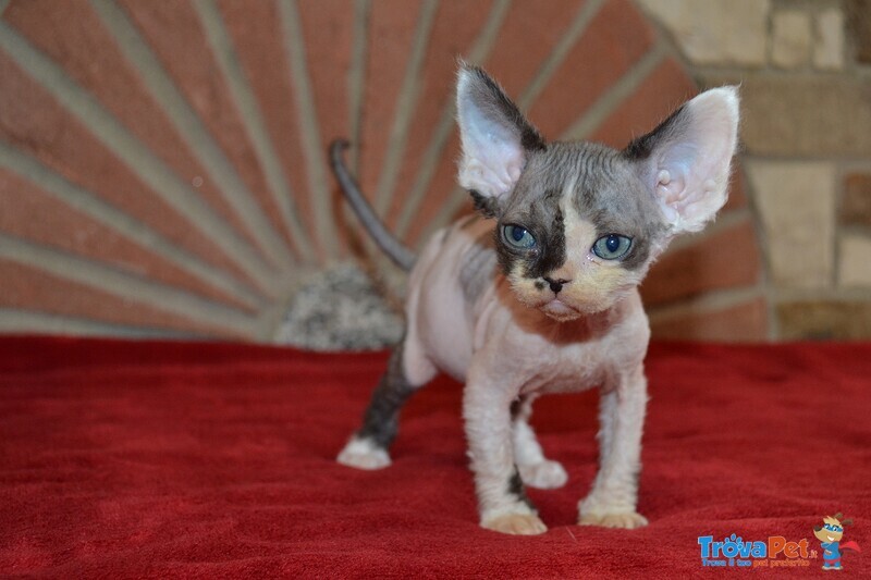 Devon rex Cuccioli - Foto n. 5