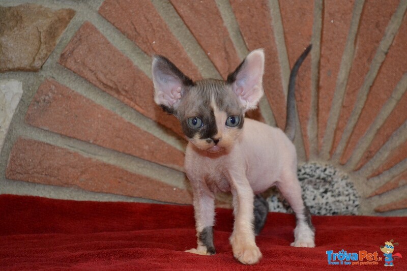 Devon rex Cuccioli - Foto n. 6