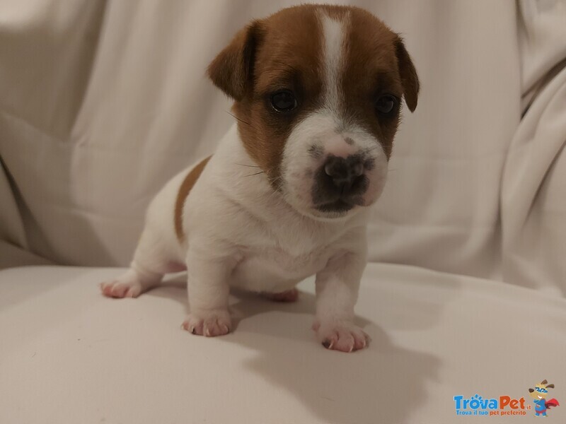 Jack Russell - Foto n. 4