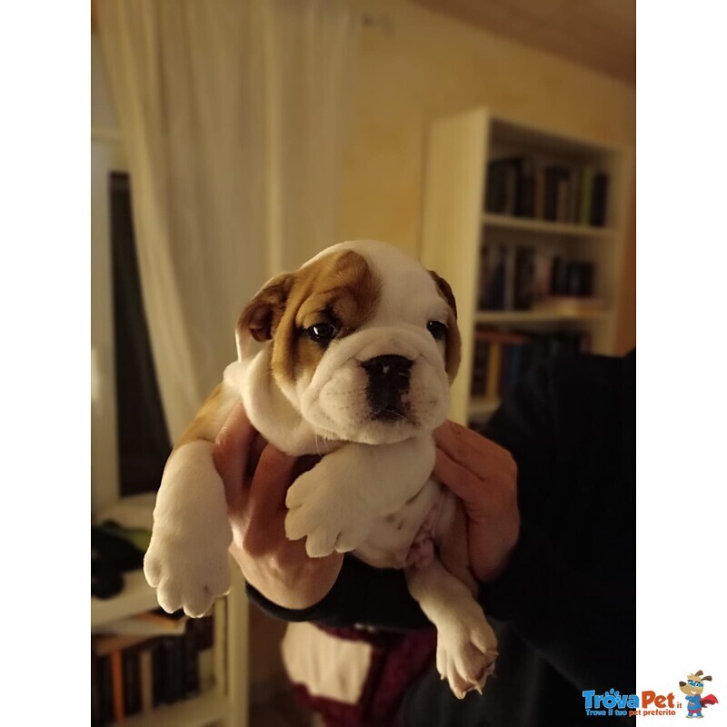 Bulldog Inglese con Pedigree - Foto n. 1