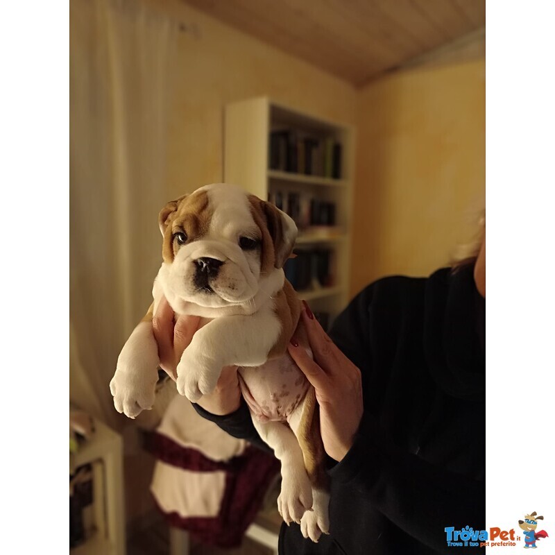 Bulldog Inglese con Pedigree - Foto n. 2