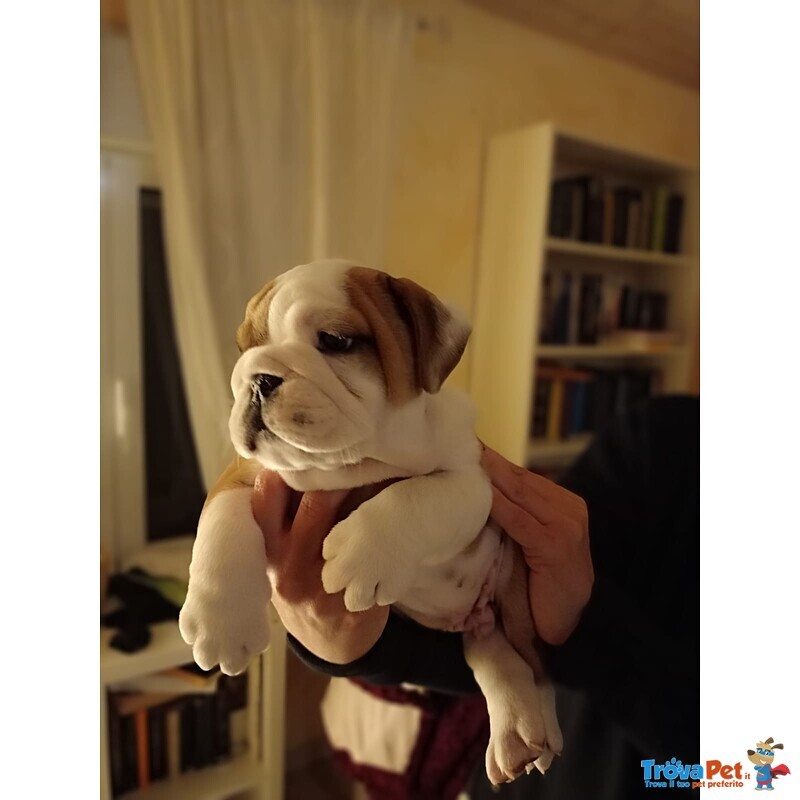 Bulldog Inglese con Pedigree - Foto n. 3