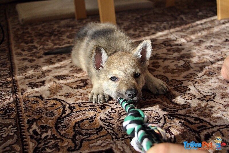 Cuccioli cane lupo Cecoslovacco - Foto n. 2