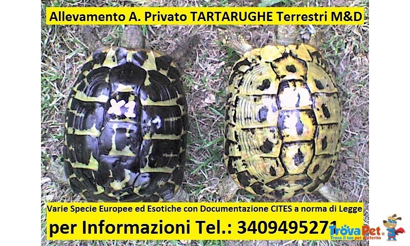 Tartarughe Terrestri - Tutta Italia - Foto n. 1