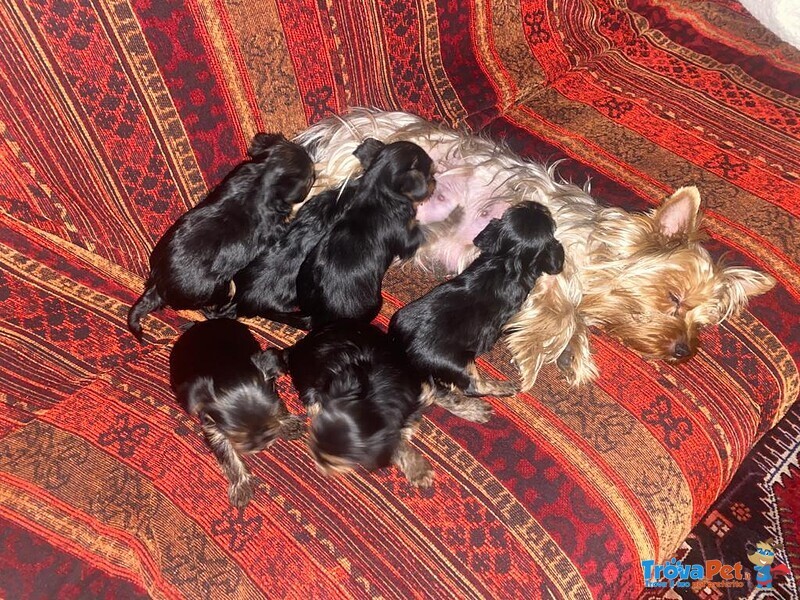 Cuccioli di Yorkshire Terrier - Foto n. 5