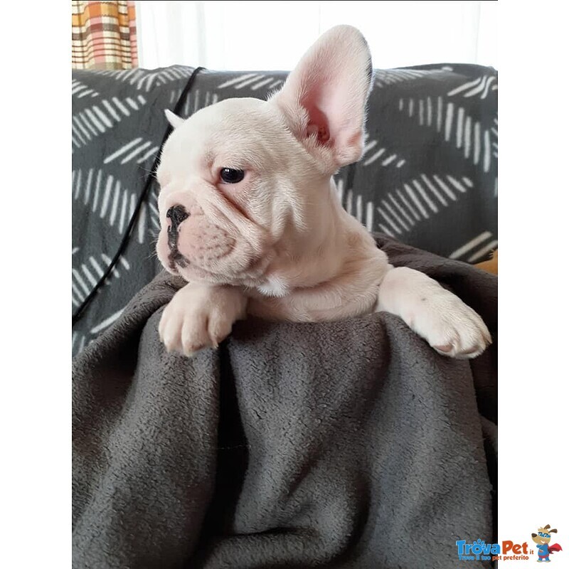 Spettacoli Cuccioli di Bulldog Francese - Foto n. 2