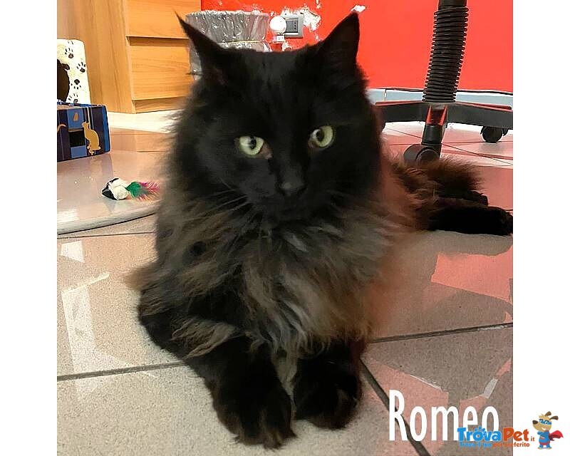 Romeo, un Gatto di un anno e Mezzo! - Foto n. 1