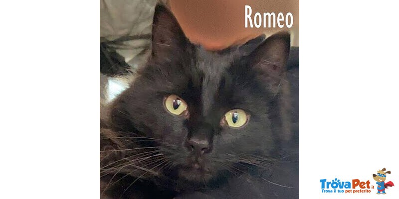 Romeo, un Gatto di un anno e Mezzo! - Foto n. 2