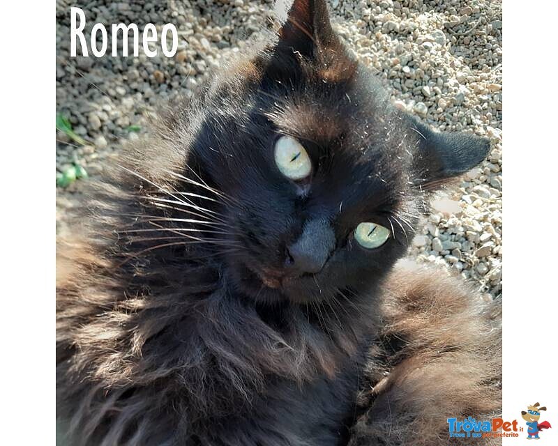 Romeo, un Gatto di un anno e Mezzo! - Foto n. 3