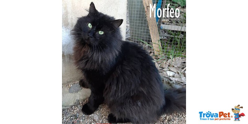 Morfeo, un Gatto di soli 3 Anni! - Foto n. 1