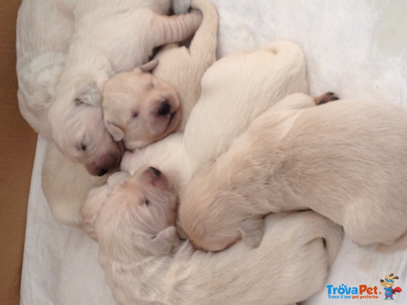 Cuccioli di Golden Retriever - Foto n. 1