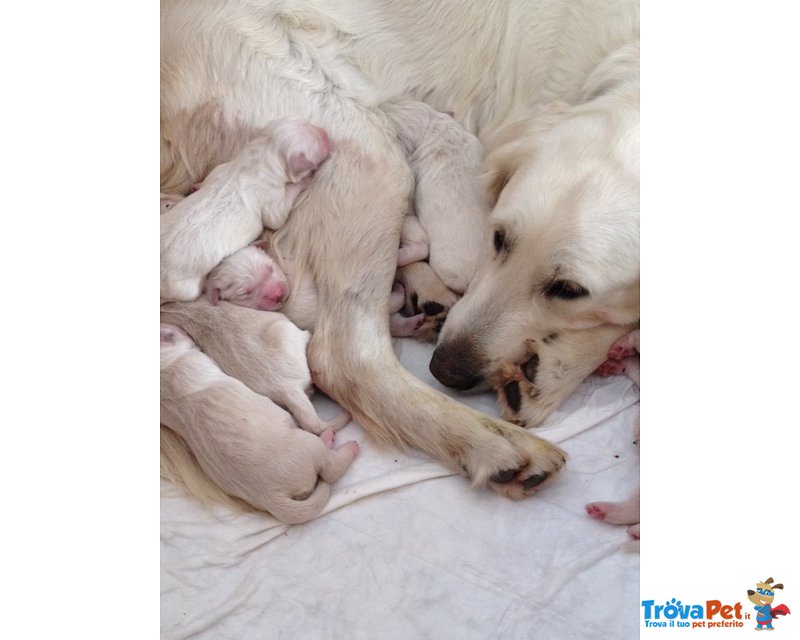 Cuccioli di Golden Retriever - Foto n. 4