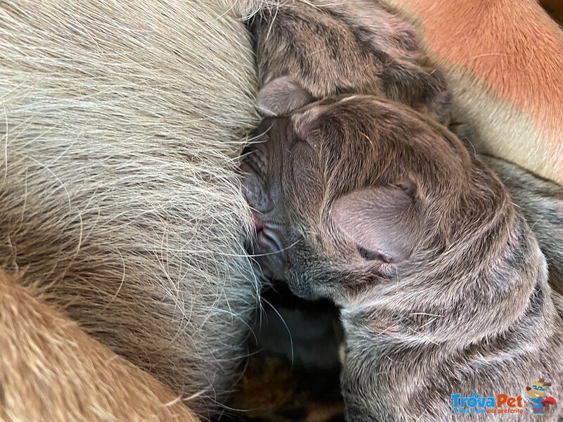 Vendo Splendidi Cuccioli di cane Corso - Foto n. 1