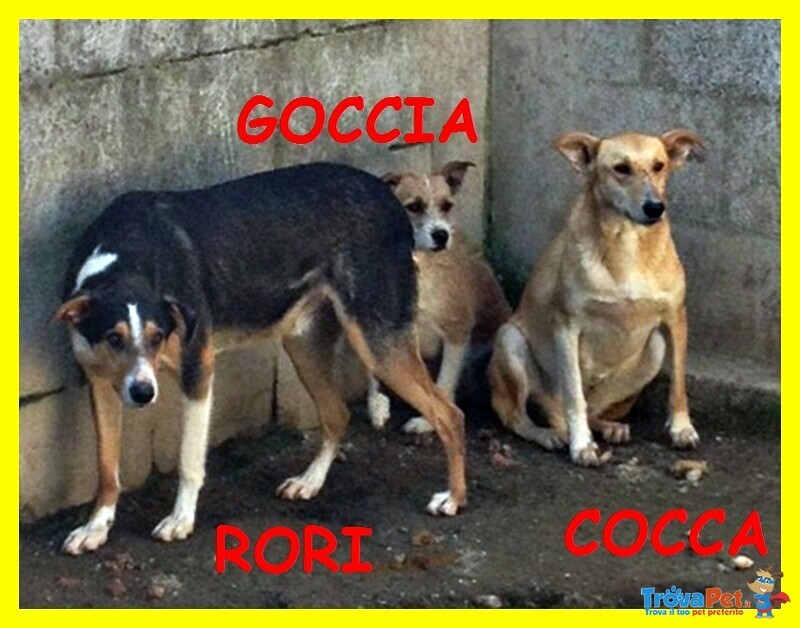 Goccia Cocca rori Erano solo dei Cuccioli e Adesso Nessuno li Vuole Più - Foto n. 1