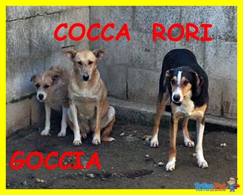 Goccia Cocca rori Erano solo dei Cuccioli e Adesso Nessuno li Vuole Più - Foto n. 4