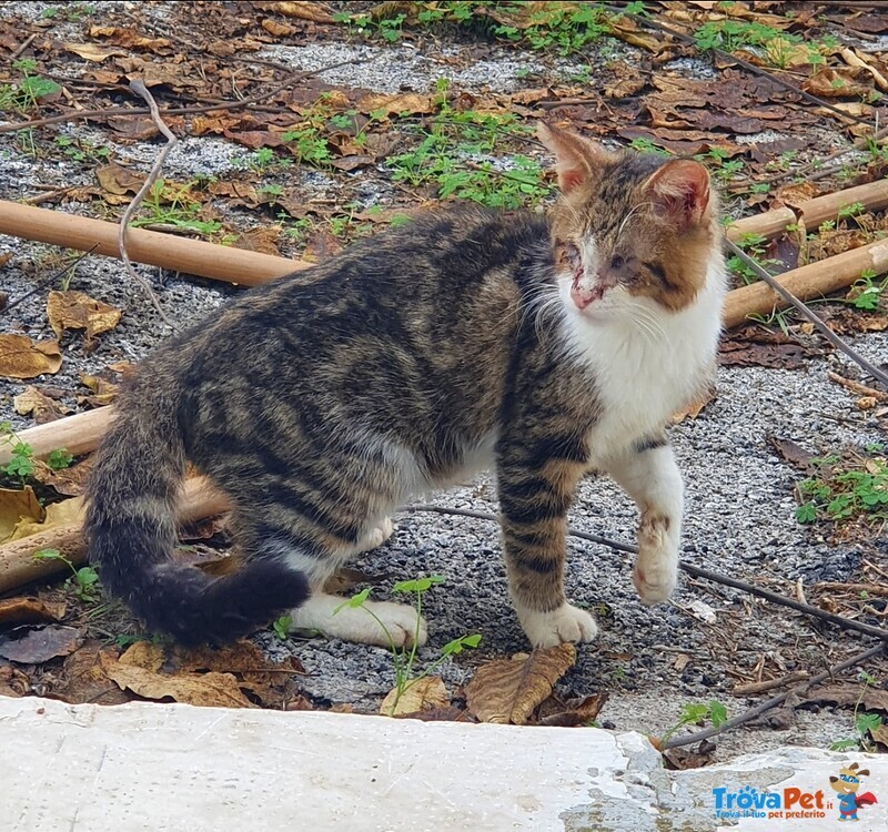 Dolce Gattino ha Bisogno di Tanto Amore - Foto n. 1