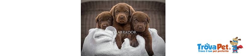 Bellissima Cucciolata di Labrador Retrievers Chocolate - Foto n. 1