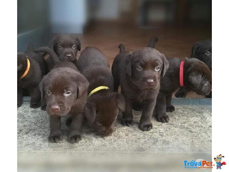 Bellissima Cucciolata di Labrador Retrievers Chocolate - Foto n. 2