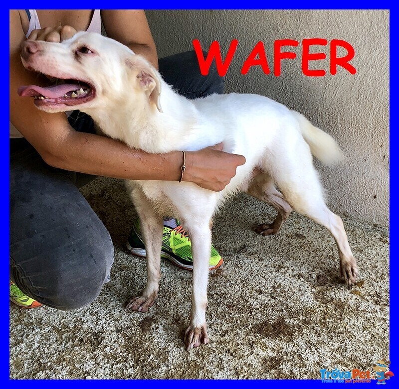 Wafer Simil Labrador Super Coccoloso in Canile da Tutta la Vita - Foto n. 1