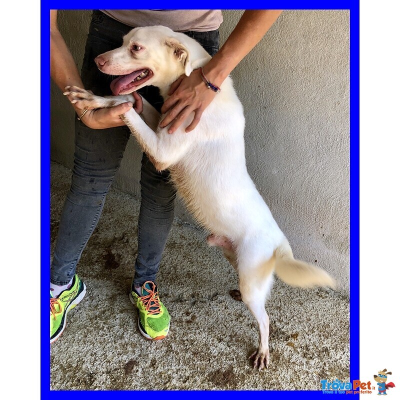 Wafer Simil Labrador Super Coccoloso in Canile da Tutta la Vita - Foto n. 2