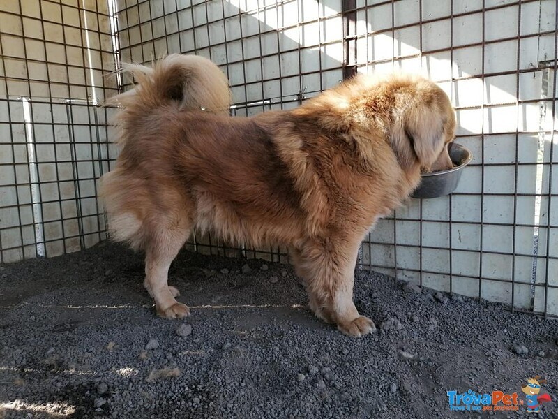 Cedo Tibetan Mastiff - Foto n. 2