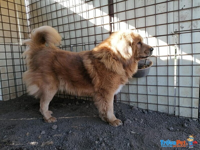 Cedo Tibetan Mastiff - Foto n. 3